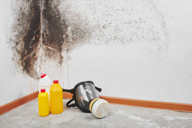Professional Mold Removal in Mi Wuk Village, CA