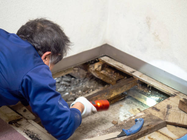 Best Professional Mold Removal  in Mi Wuk Village, CA
