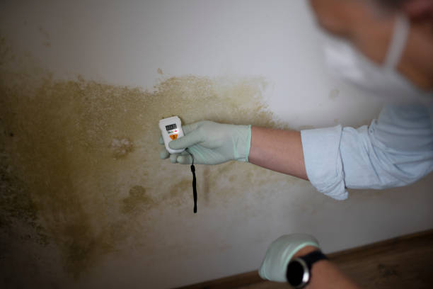 Best Crawl Space Mold Removal  in Mi Wuk Village, CA