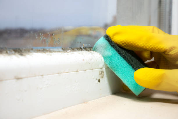 Best Mold Cleaning Services  in Mi Wuk Village, CA