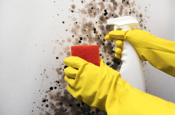 Best Residential Mold Removal  in Mi Wuk Village, CA