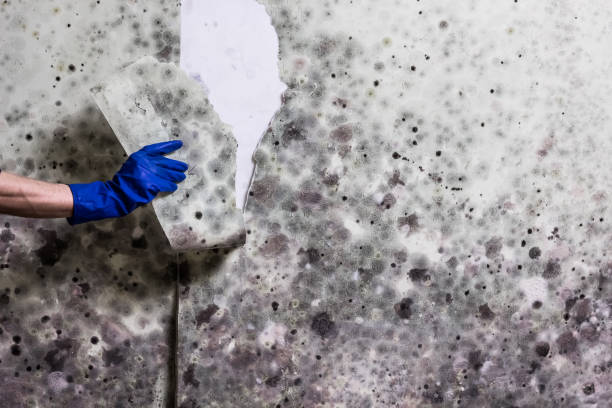 Best Fast Mold Removal  in Mi Wuk Village, CA